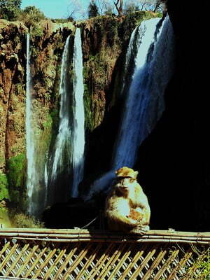 monkey in ouzoud waterfall