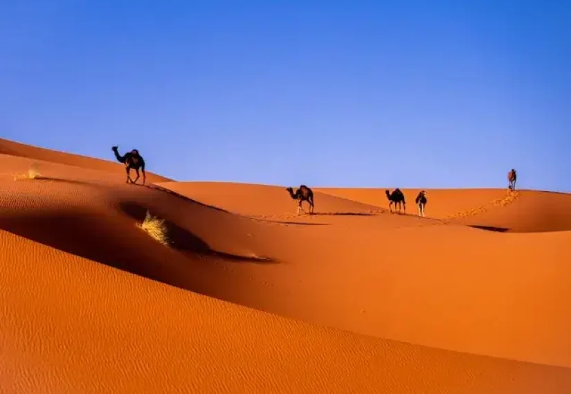 merzouga sahara and desert in Merzouga.