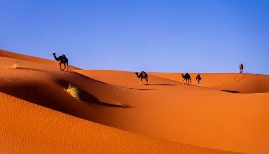 merzouga sahara and desert in Merzouga.