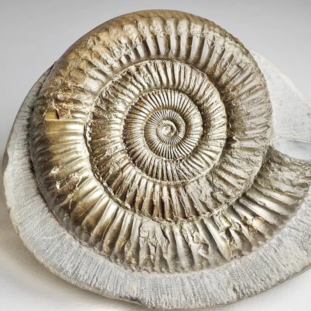fossils in morocco