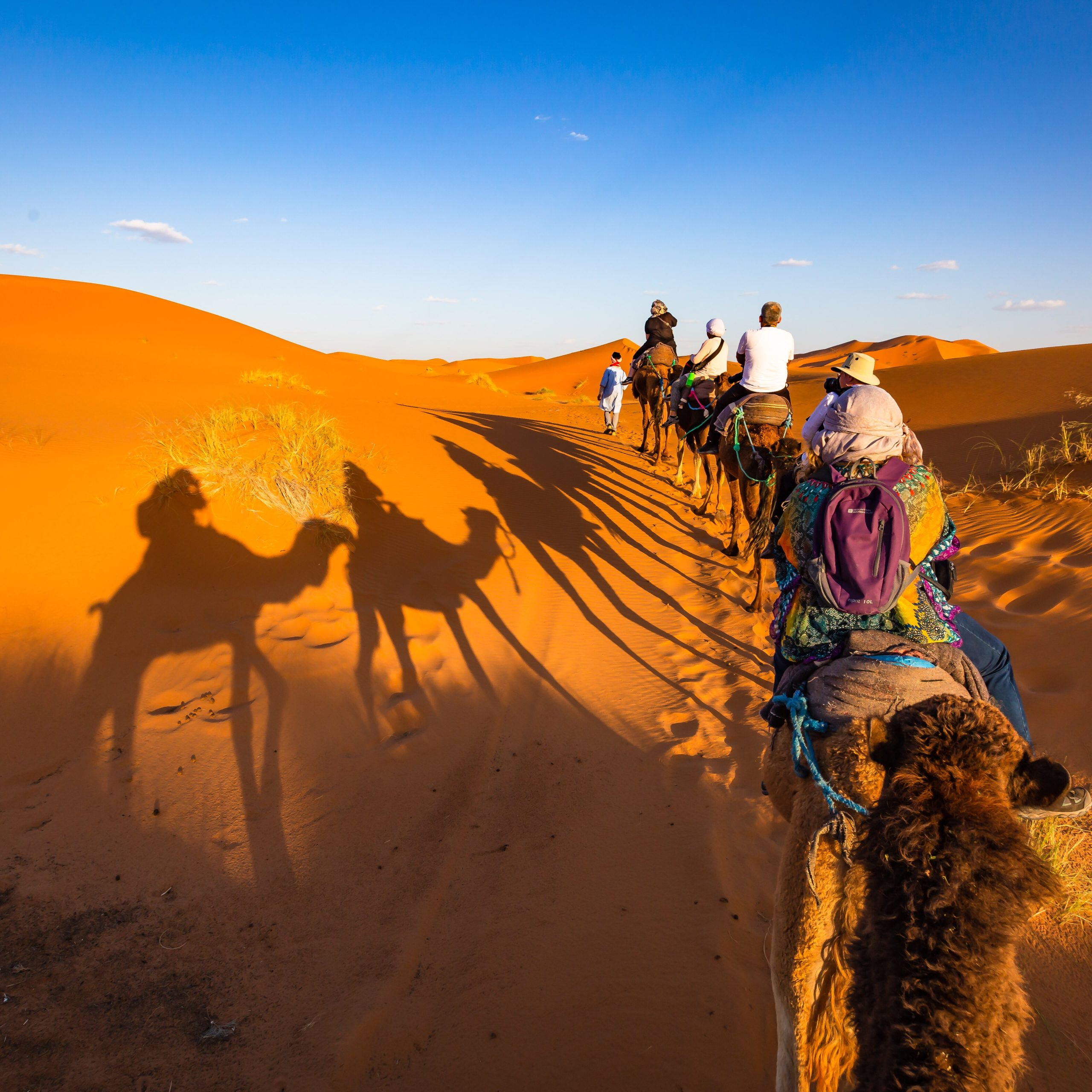 camel shadows in sahara with tourists