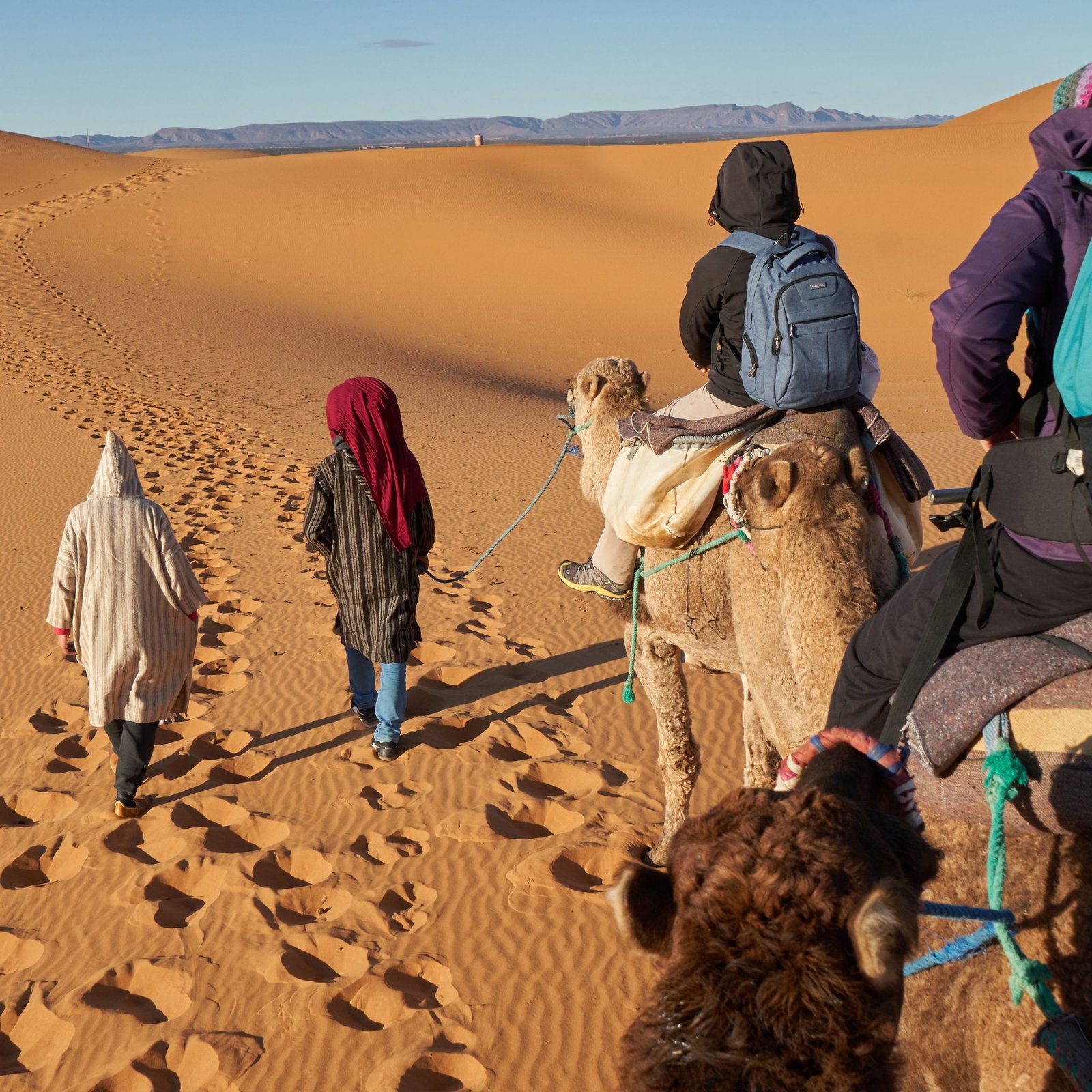 Back view of camels and people going between sand lands in desert in Marrakesh, Morocco