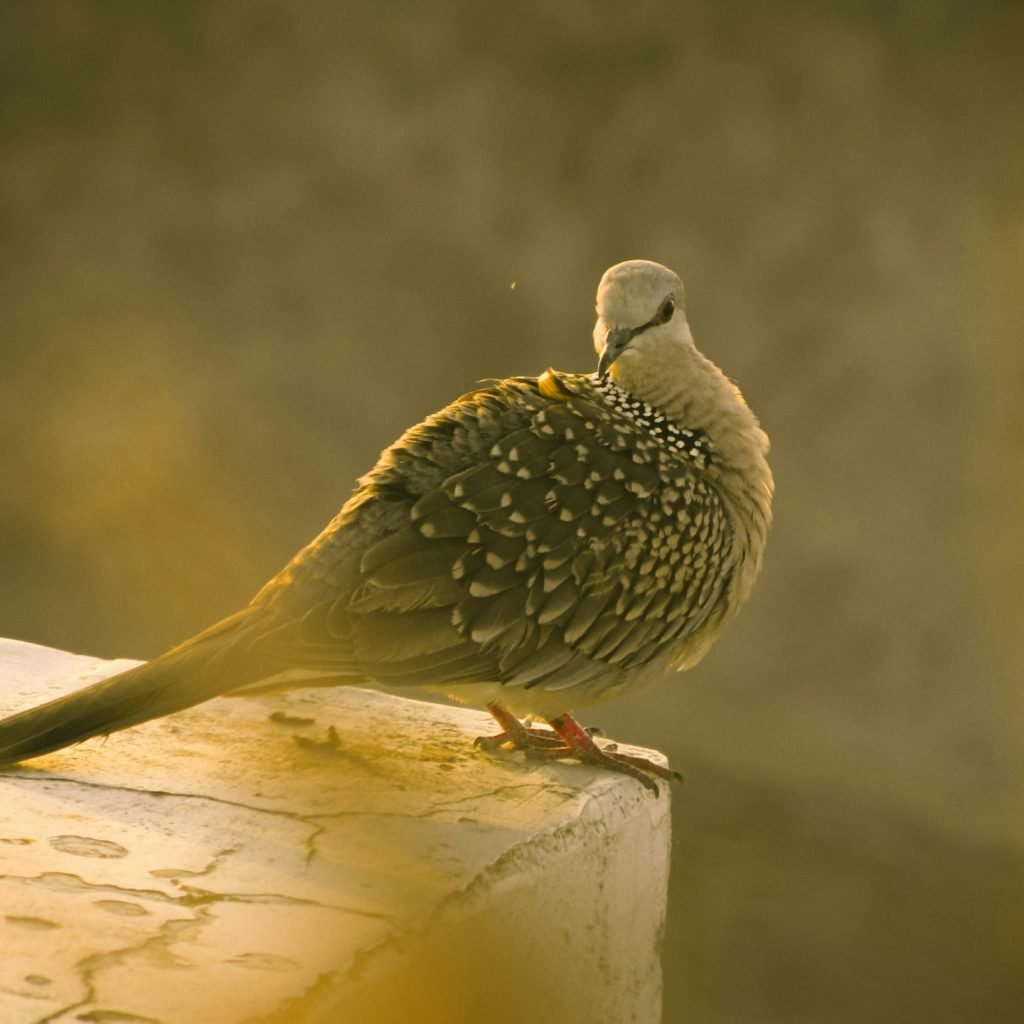 watching birding tour