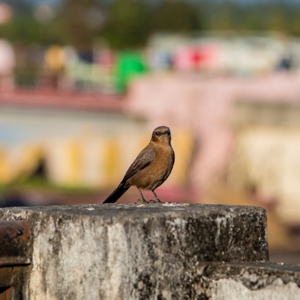 watching birding morocco tour