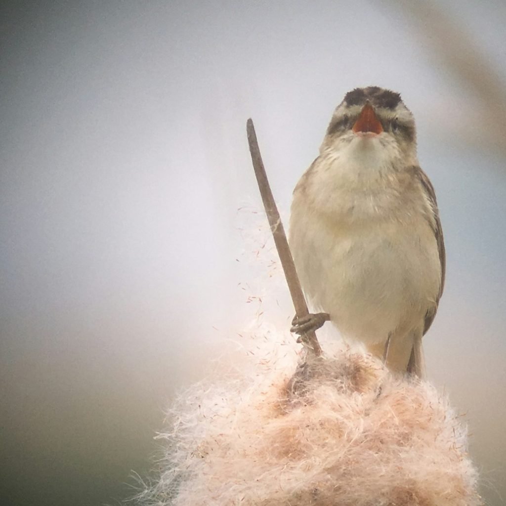 birding morocco tour
