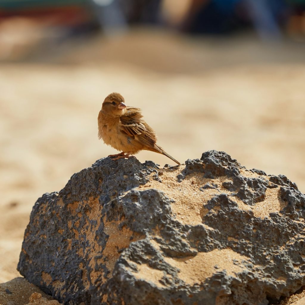 watching birding tours