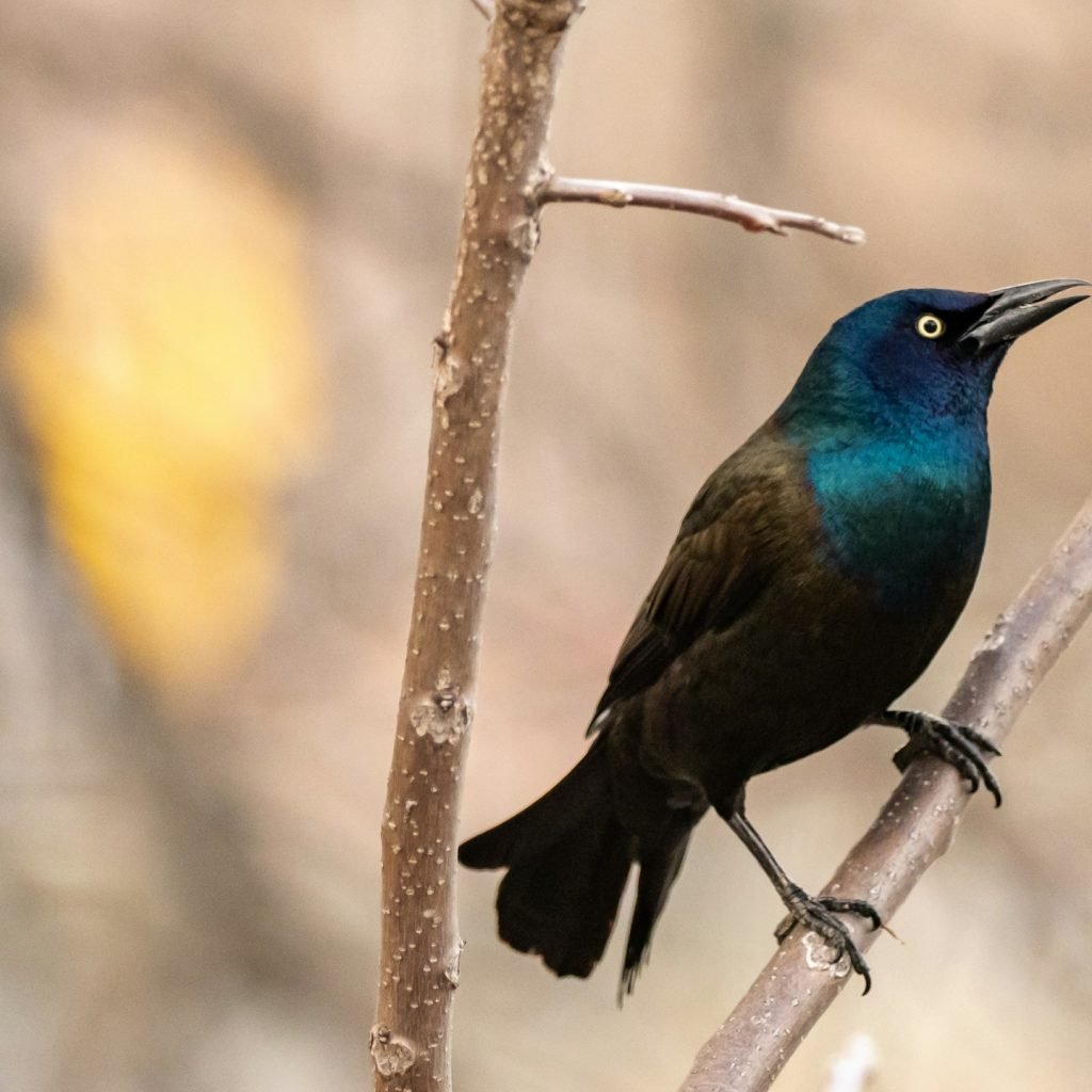 birding morocco tours
