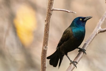 Bird watching tours Morocco