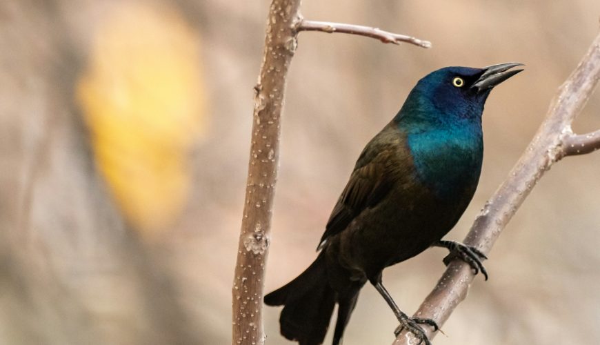 birding morocco tours