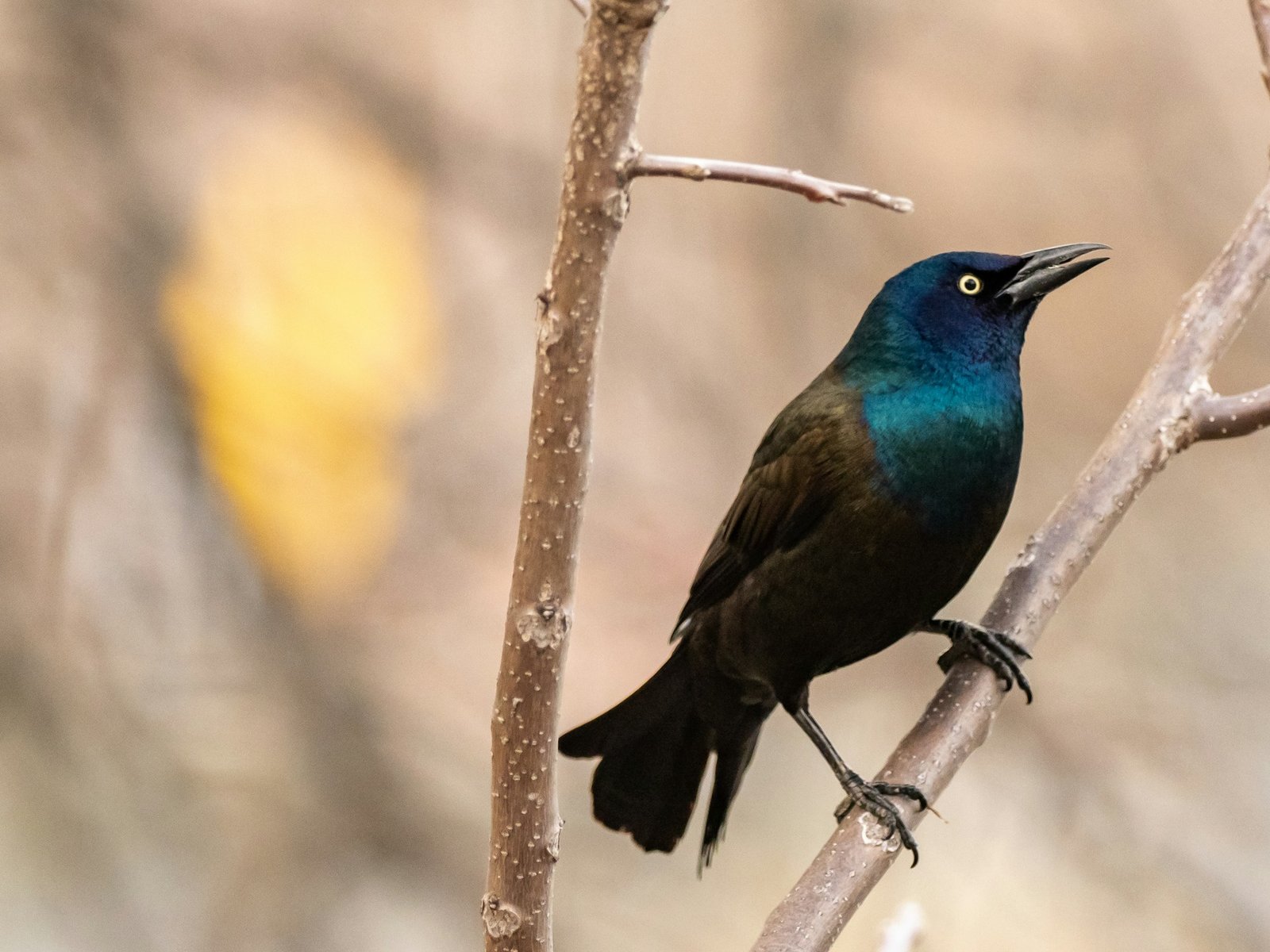 birding morocco tours