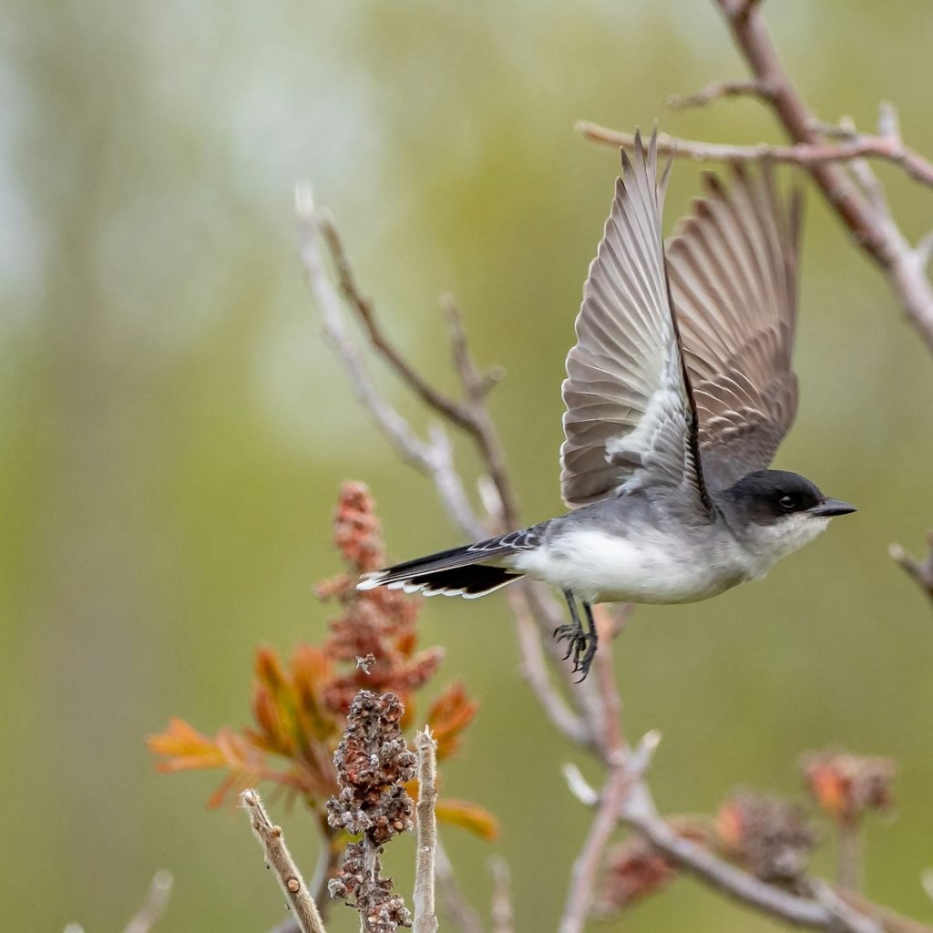 watching birding tour in morocco