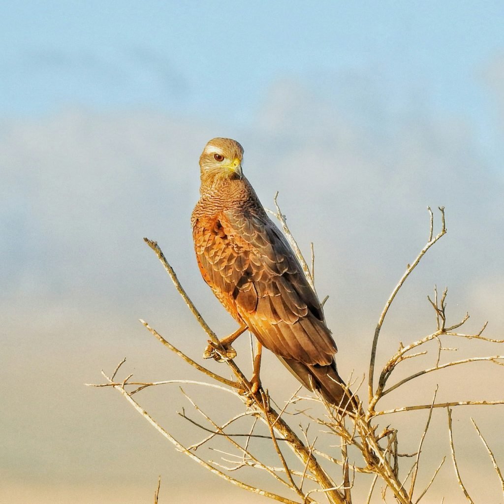 morocco birding tours
