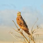morocco birding tours