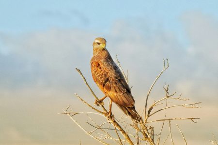 Birds of Morocco Tours – Best Morocco Birdwatching Tours & Birding Holidays