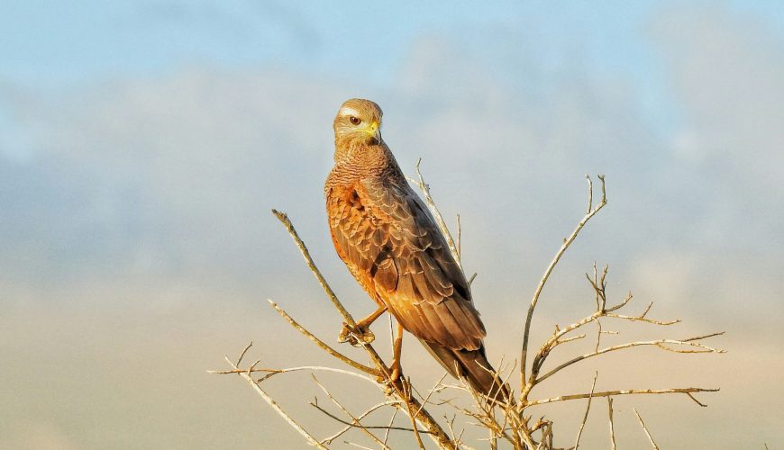 morocco birding tours